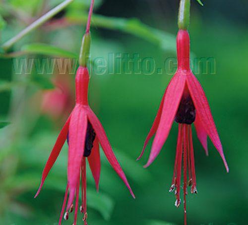 Fuchsia magellanica