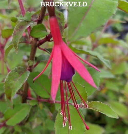 Fuchsia 'Riccartonii'