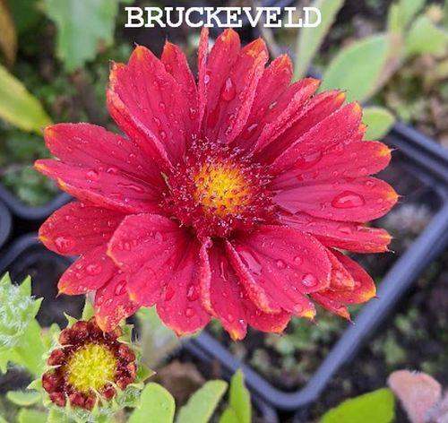 Gaillardia aristata 'Arizona Red'
