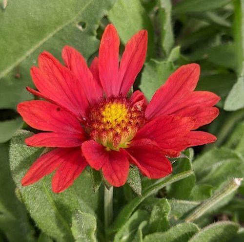 Gaillardia aristata 'Mesa Red'