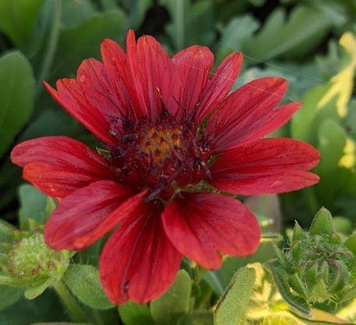 Gaillardia aristata 'Mesa Red'
