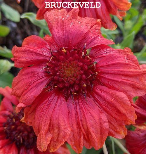 Gaillardia aristata 'Mesa Red'