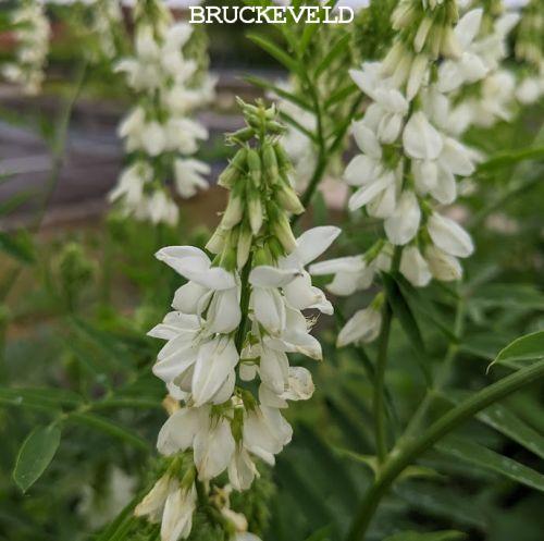 Galega officinalis 'Alba'