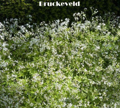 Galium odoratum (Asperula )