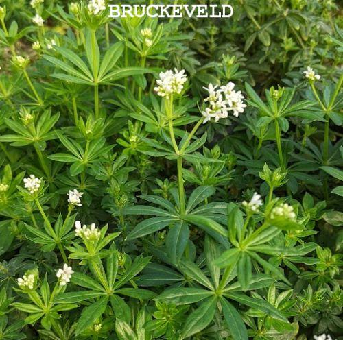 Galium odoratum (Asperula )
