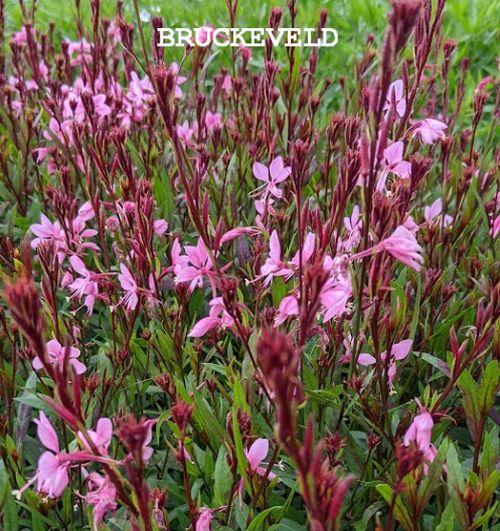 Gaura lindheimeri  BABY BUTTERFLY® DARK PINK 'PBR