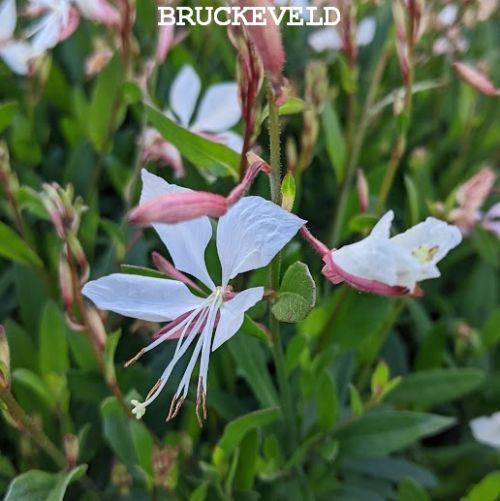 Gaura lindheimeri 'White Dove' PBR