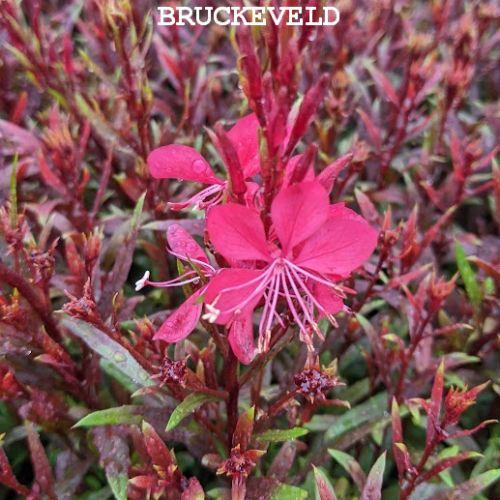 Gaura lindheimeri 'Gaudi Compact Red'®