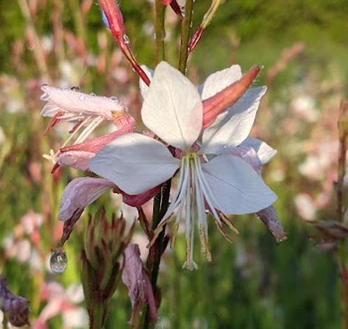 Gaura lindheimeri