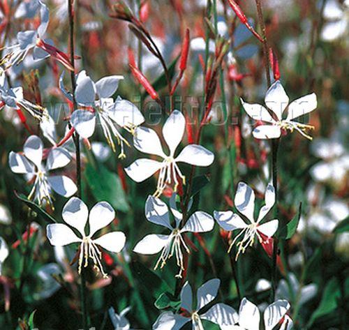Gaura lindheimeri