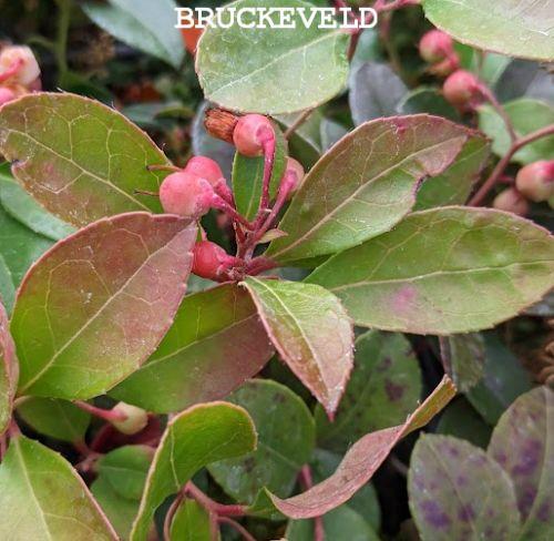 Gaultheria procumbens 'Redwood'
