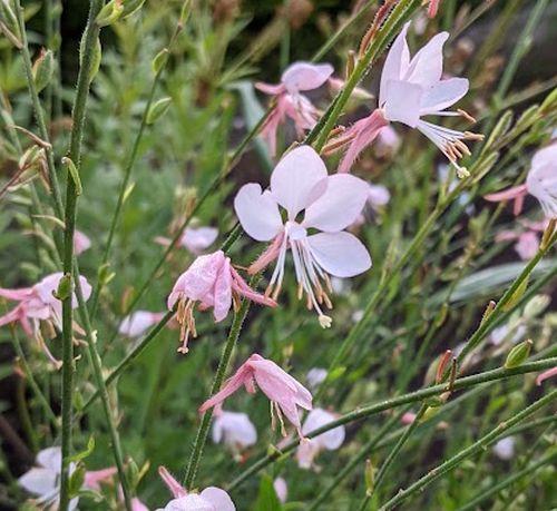 Gaura lindheimeri 'Short Form'