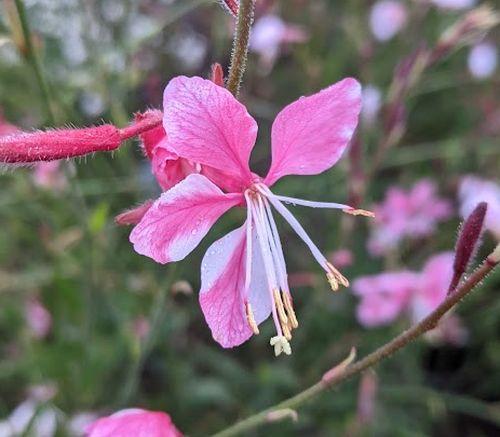 Gaura lindheimeri 'Siskiyou Pink'