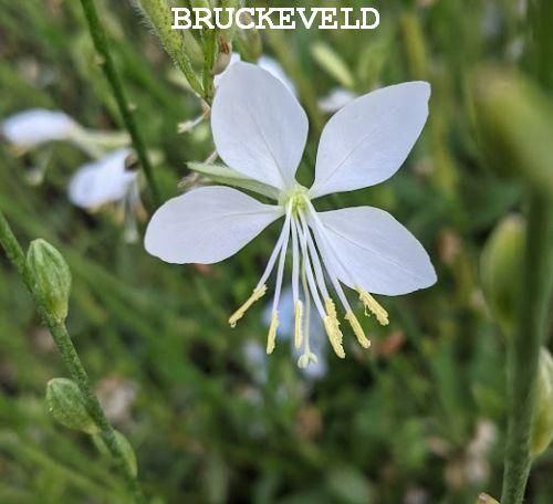 Gaura lindheimeri 'Snowbird'