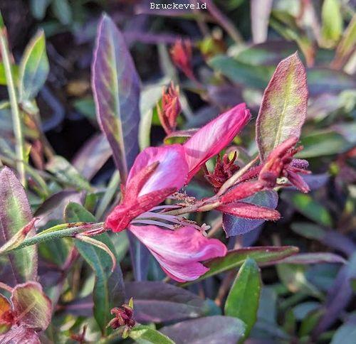 Gaura lindheimeri 'Summer Emotions'
