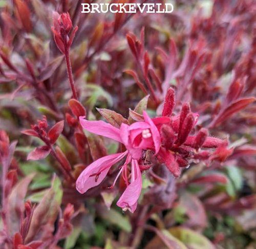 Gaura lindheimeri 'Sunset Dreams'