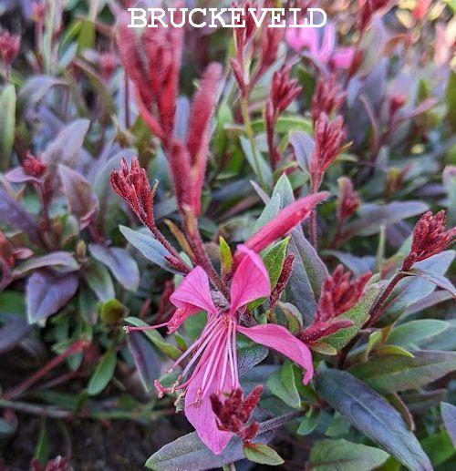 Gaura lindheimeri 'Sunset Dreams'
