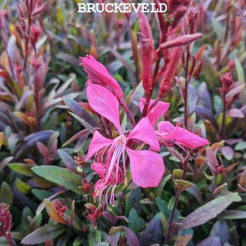 Gaura lindheimeri 'Tutti Frutti'