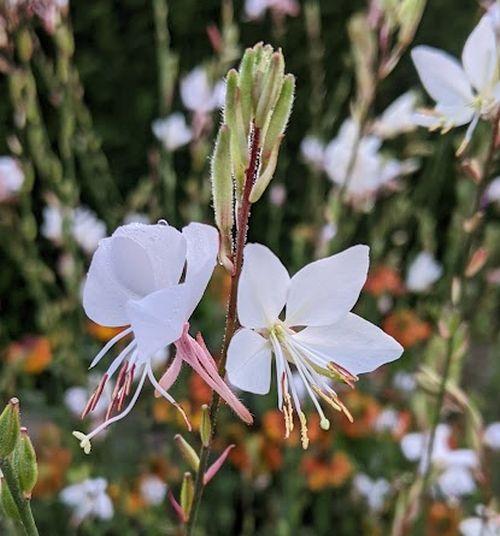 Gaura lindheimeri 'Snowbird'