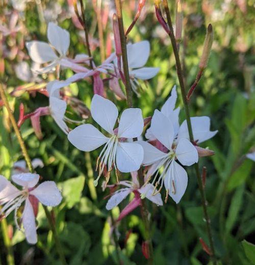 Gaura lindheimeri 'Whirling Butterflies'