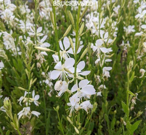 Gaura lindheimeri 'White Butterflies'