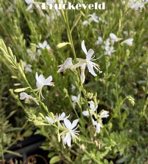 Gaura lindheimeri 'White Butterflies'