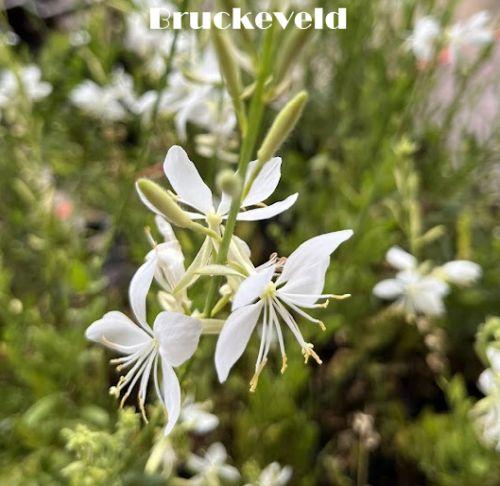 Gaura lindheimeri 'White Butterflies'