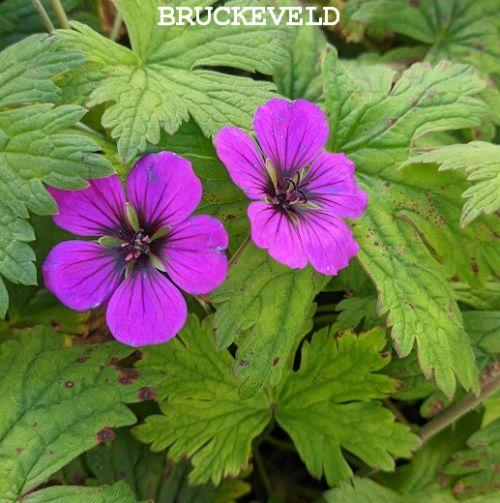 Geranium 'Anne Thomson'