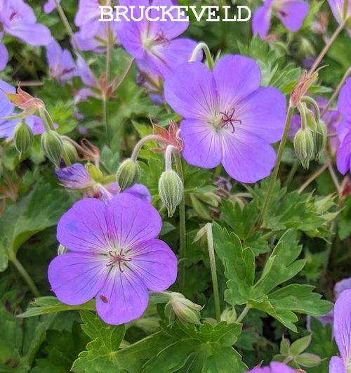 Geranium 'Azure Rush' ®