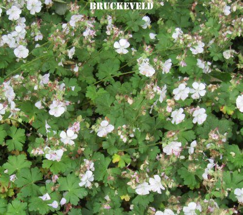 Geranium cantabrigiense 'Biokovo'