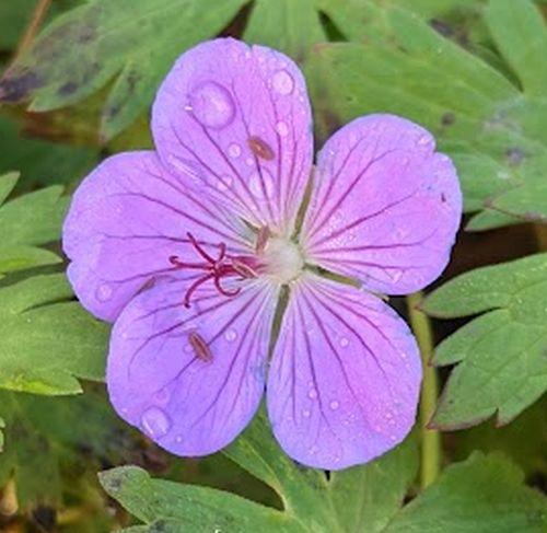 Geranium 'Blue Sunrise'®  (wall.)