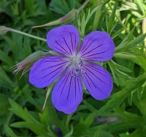 Geranium 'Brookside'