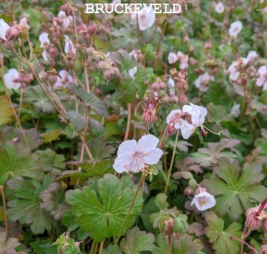Geranium cantabrigiense 'St Ola'