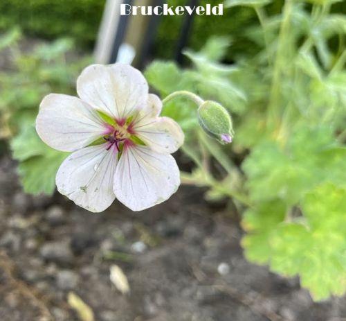 Geranium 'Coombland White'