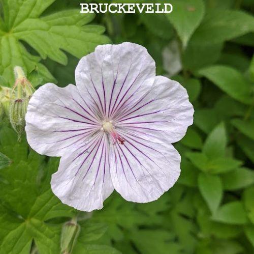 Geranium himalayense 'Derrick Cook'