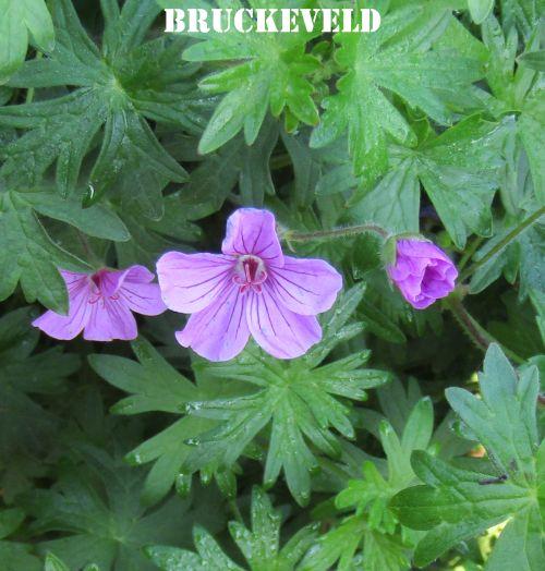 Geranium 'Dilys' (sang. x procur.)