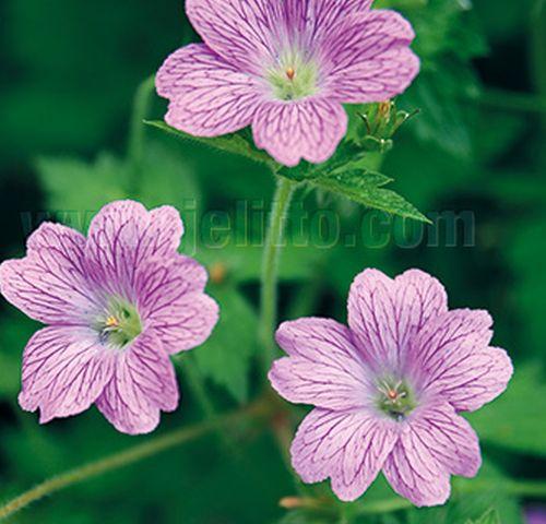 Geranium endressii