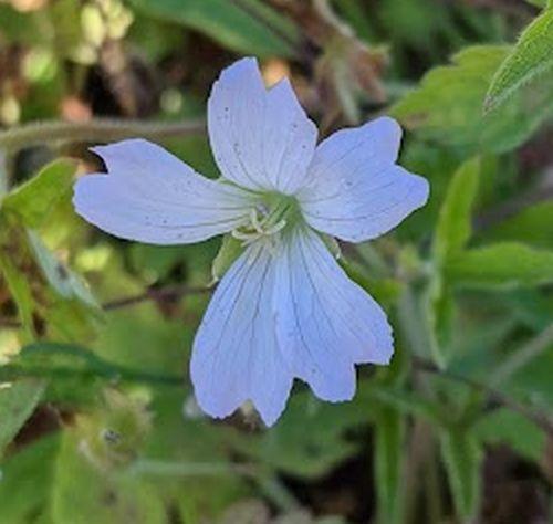 Geranium endressii 'Trevor Bath'