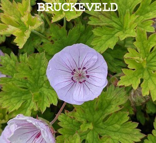 Geranium 'Lilac Ice'