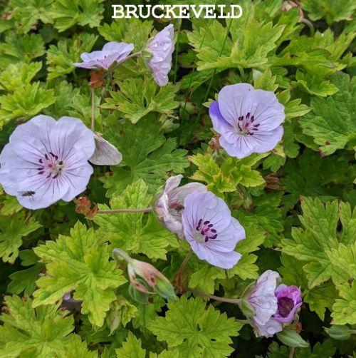 Geranium 'Lilac Ice'
