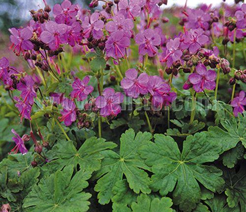 Geranium macrorrhizum