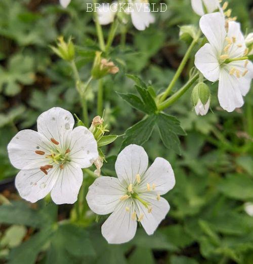Geranium maculatum 'Album'