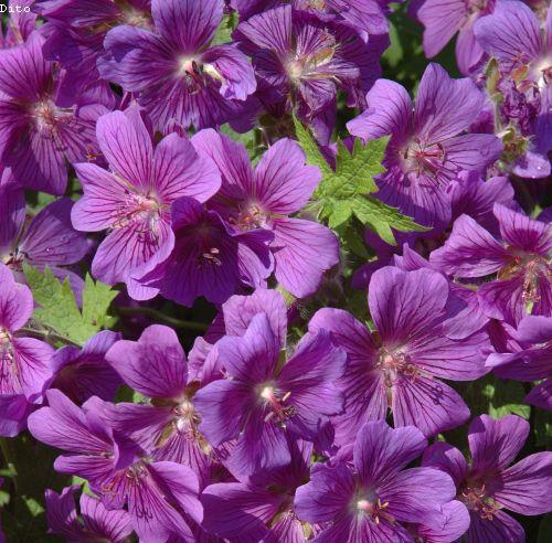 Geranium magnificum