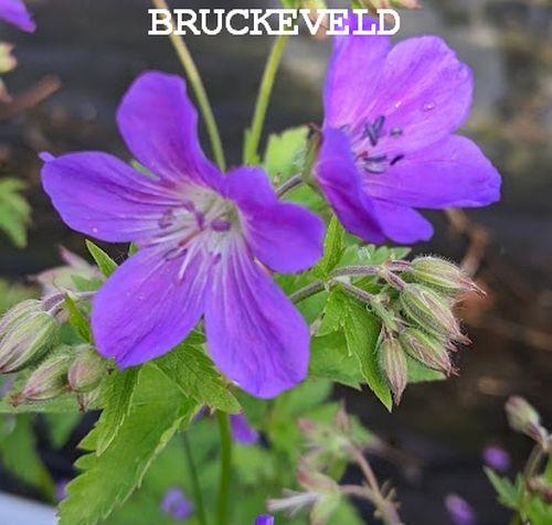 Geranium sylvaticum 'Mayflower'