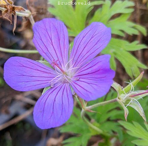 Geranium 'Nimbus'