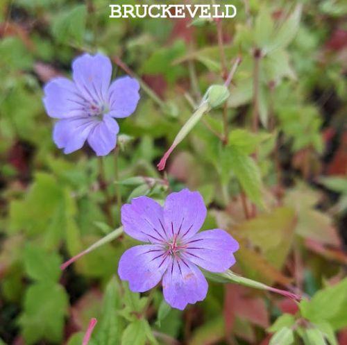Geranium nodosum