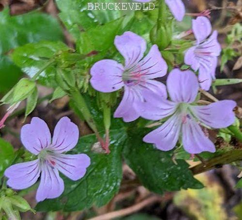 Geranium nodosum