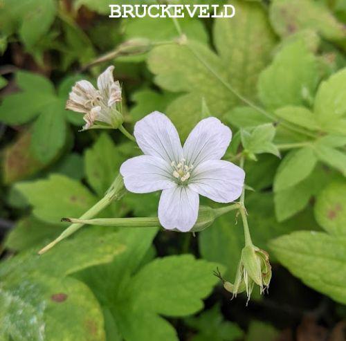 Geranium nodosum 'Silverwood'