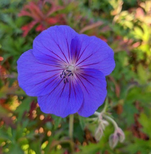 Geranium 'Orion'