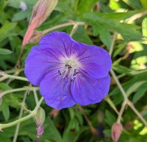 Geranium 'Orion'